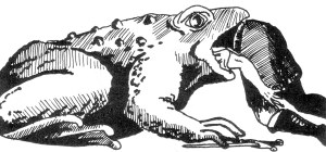 Sutherland Toad